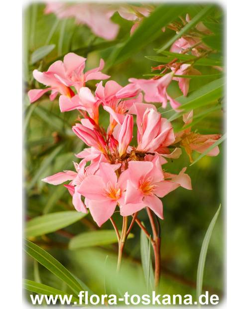Nerium oleander, lachs - Oleander, Rosenlorbeer