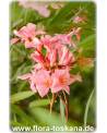 Nerium oleander, lachs - Oleander, Rosenlorbeer