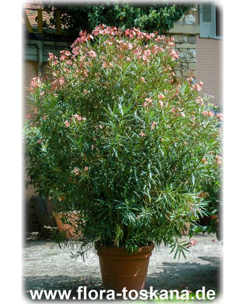 Nerium oleander, lachs - Oleander, Rosenlorbeer