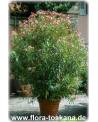 Nerium oleander, lachs - Oleander, Rosenlorbeer
