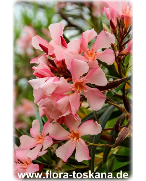 Nerium oleander, lachs - Oleander, Rosenlorbeer