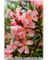 Nerium oleander, lachs - Oleander, Rosenlorbeer