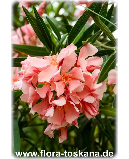 Nerium oleander, lachs - Oleander, Rosenlorbeer