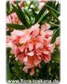 Nerium oleander, lachs - Oleander, Rosenlorbeer