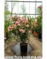 Nerium oleander, lachs - Oleander, Rosenlorbeer