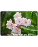Nerium oleander, lachs-gefüllt - Oleander, Rosenlorbeer