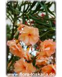 Nerium oleander, lachs-gefüllt - Oleander, Rosenlorbeer