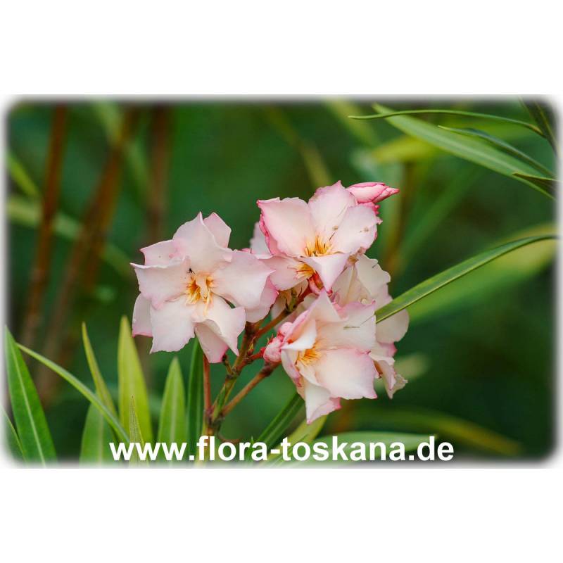 Köp SAFLAX - Oleander - 50 seeds - Nerium oleander