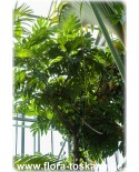 Artocarpus altilis - Brotfrucht (Pflanze), Brotfruchtbaum
