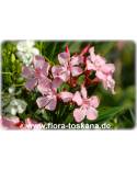 Nerium oleander, rosa - Oleander, Rosenlorbeer