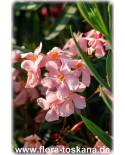 Nerium oleander, rosa - Oleander, Rose Laurel