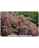 Nerium oleander, rosa - Oleander, Rose Laurel