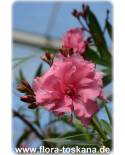 Nerium oleander, rosa-gefüllt - Oleander, Rose Laurel