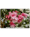 Nerium oleander, rosa-gefüllt - Oleander, Rose Laurel