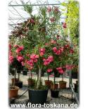 Nerium oleander, rosa-gefüllt - Oleander, Rosenlorbeer
