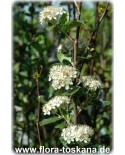 Aronia melanocarpa - Schwarze Apfelbeere (Pflanze)