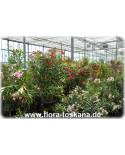 Nerium oleander, rot - Oleander, Rose Laurel