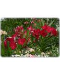 Nerium oleander, rot - Oleander, Rose Laurel