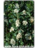 Aronia melanocarpa - Schwarze Apfelbeere (Pflanze)