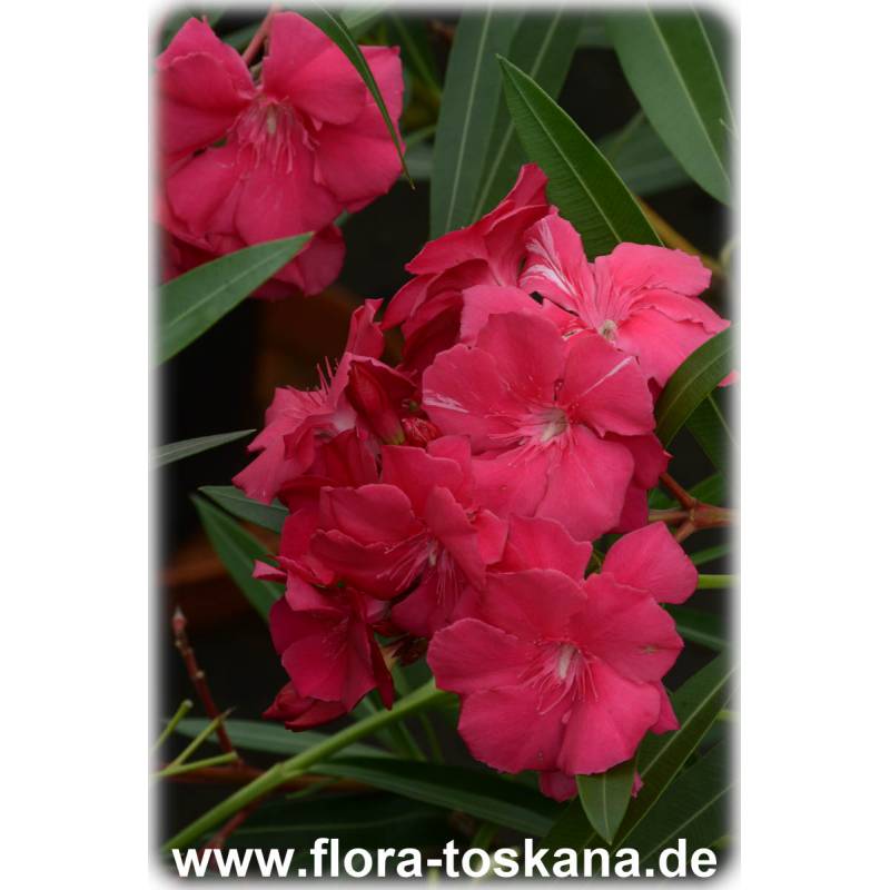 Nerium oleander, rot-gefüllt - Oleander, Rose Laurel Nerium oleander, rot-gefüllt - Oleander, Rose Laurel