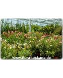Nerium oleander, rot-gefüllt - Oleander, Rose Laurel