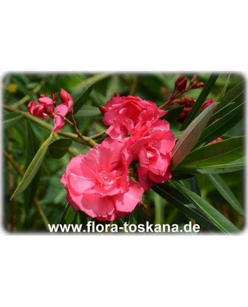 NERIUM oleander ROSE (Laurier rose)