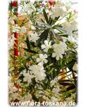 Nerium oleander, weiss - Oleander, Rose Laurel