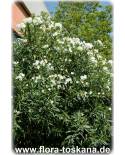 Nerium oleander, weiss - Oleander, Rose Laurel