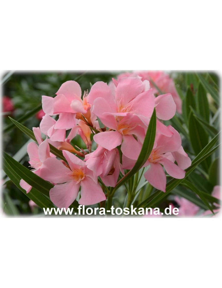 Nerium oleander Pink Nanum 10 seeds 