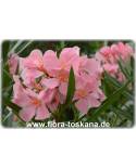 Nerium oleander, rosa - Oleander, Rosenlorbeer