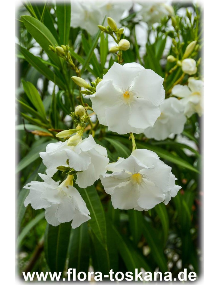 Weisser Oleander Pflanze MONT BLANC  3l Topf   60-70cm WEISS  gefüllt  selten 