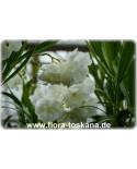 Nerium oleander, weiss-gefüllt - Oleander, Rosenlorbeer