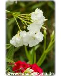 Nerium oleander, weiss-gefüllt - Oleander, Rosenlorbeer