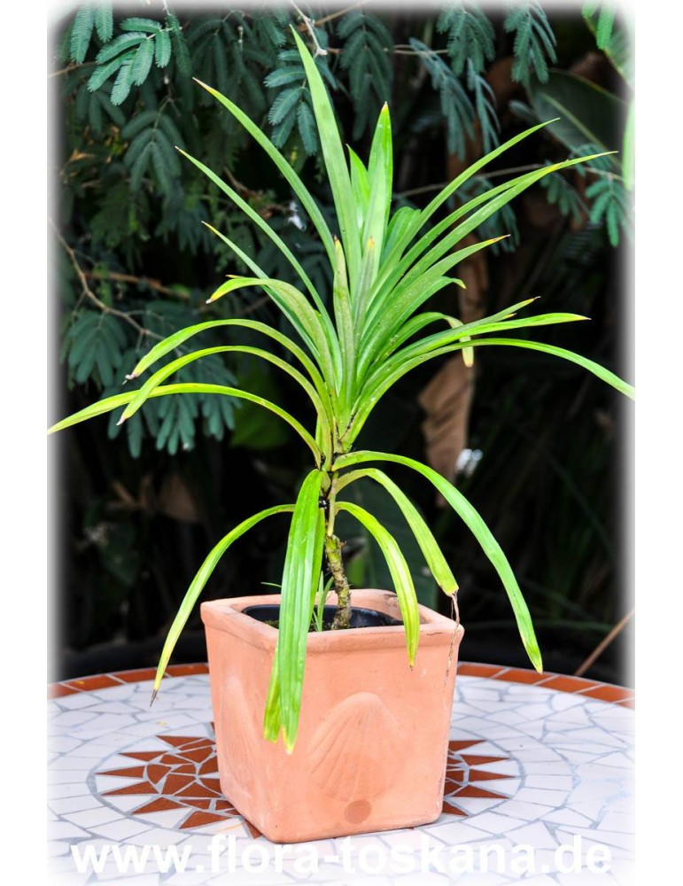 Pandanus Palme 130 cm Kunstpflanze 