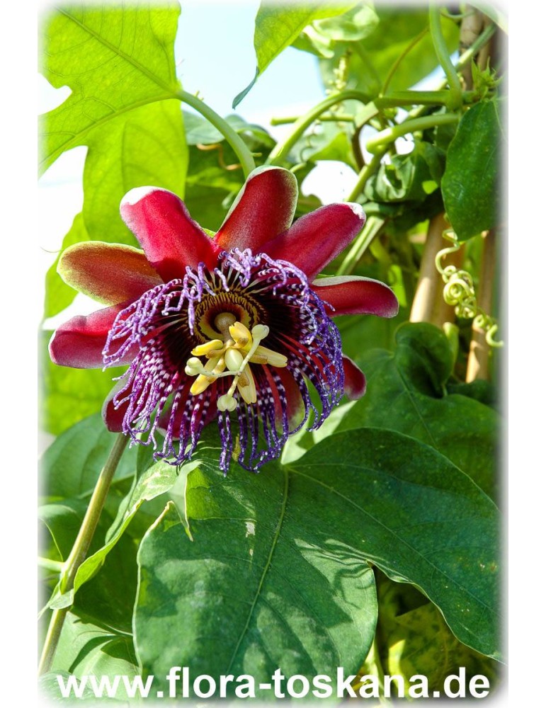 5 Samen essbare Passionsblume,Passiflora edulis#249 