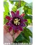 Passiflora alata - Passionsfrucht (Pflanze), Riesen-Granadilla, Maracuja (Pflanze)