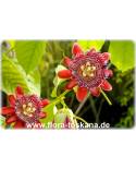Passiflora alata - Passionsfrucht (Pflanze), Riesen-Granadilla, Maracuja (Pflanze)