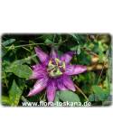 Passiflora 'Amethyst' - Passion Flower