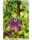 Passiflora 'Amethyst' - Passionsblume 'Amethyst'