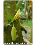 Artocarpus heterophyllus - Jackfrucht (Pflanze), Jackfruchtbaum, Jakobsfrucht