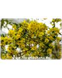 Ochna serrulata - Micky-Mouse-Plant, Bird´s Eye Bush, Carnival Bush