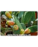 Opuntia robusta - Prickly Pear