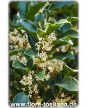 Osmanthus fragrans - Sweet Olive, Tea Olive, Fragrant Olive