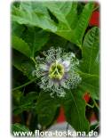 Passiflora edulis - Maracuja (Pflanze), Purpur-Granadilla, Passionsfrucht (Pflanze)