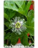 Passiflora edulis - Passion Fruit, Maracuya, Granadilla