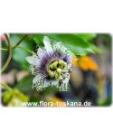 Passiflora edulis - Maracuja (Pflanze), Purpur-Granadilla, Passionsfrucht (Pflanze)