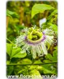 Passiflora edulis - Passion Fruit, Maracuya, Granadilla