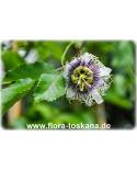Passiflora edulis x colvilii - Passion Fruit, Maracuya, Granadilla