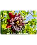 Passiflora quadrangularis - Riesen-Granadilla, Königs-Granadilla, Passionsfrucht (Pflanze)