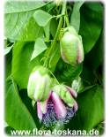 Passiflora quadrangularis - Riesen-Granadilla, Königs-Granadilla, Passionsfrucht (Pflanze)